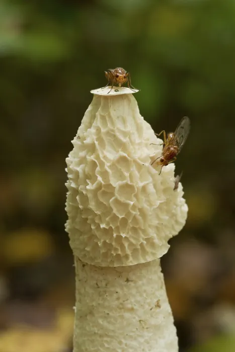 Framed Print : Common stinkhorn with flies (Phallus impudicus)