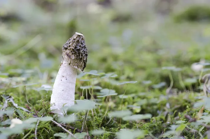 Framed Print : Common stinkhorn (Phallus impudicus) Framed Print : Common stinkhorn (Phallus impudicus)