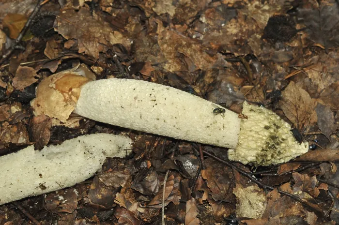Framed Print : Common stinkhorn (Phallus impudicus)