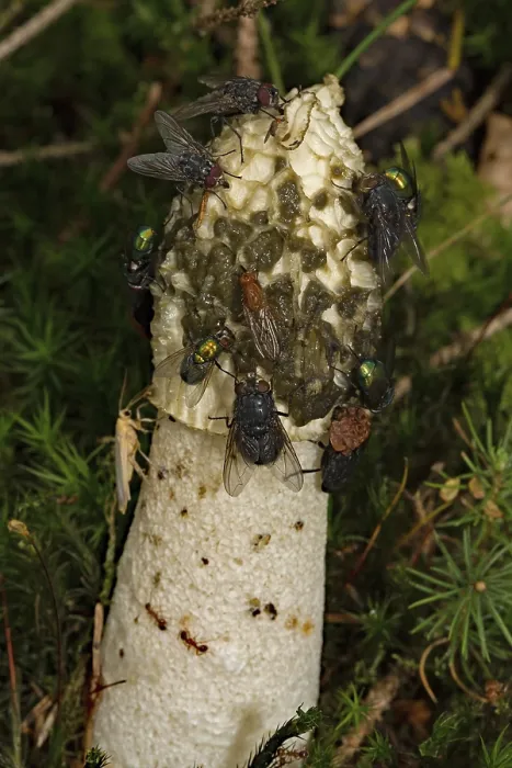 Framed Print : Common stinkhorn (Phallus impudicus) Framed Print : Common stinkhorn (Phallus impudicus)