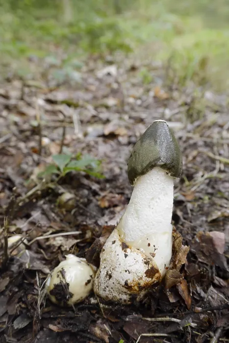 Framed Print : Common stinkhorn (Phallus impudicus)