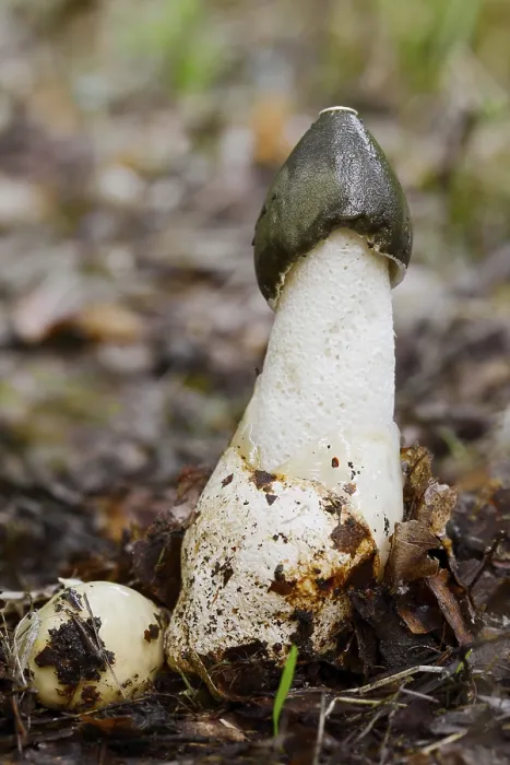 Framed Print : Common stinkhorn (Phallus impudicus) Framed Print : Common stinkhorn (Phallus impudicus)