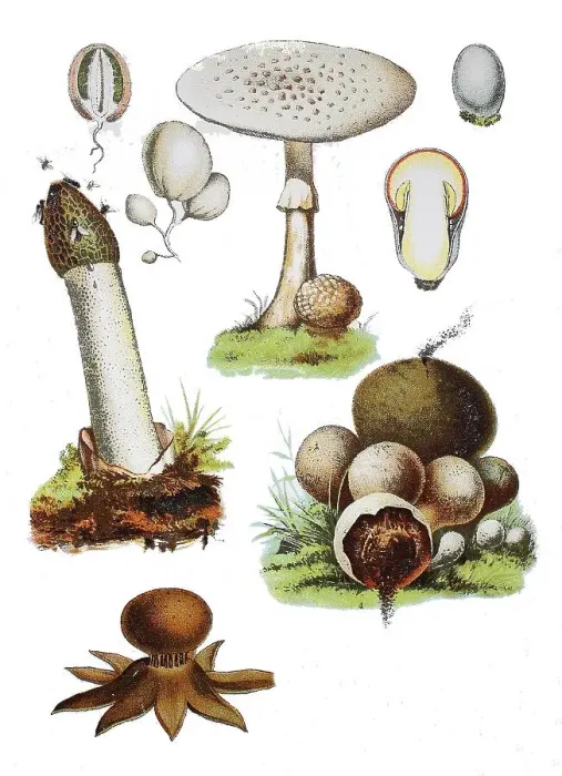 Framed Print : Common stinkhorn, Phallus impudicus (left centre) Framed Print : Common stinkhorn, Phallus impudicus (left centre)