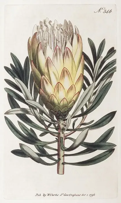 Framed Print : Common sugarbush (Protea repens) Framed Print : Common sugarbush (Protea repens)