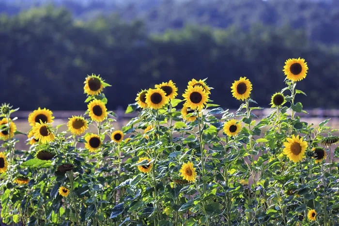 Framed Print : Common sunflowers (Helianthus annuus) in a field for self-pickers