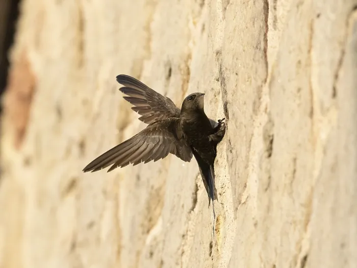 Framed Print : Common swift (Apus apus), adult bird with spread wings