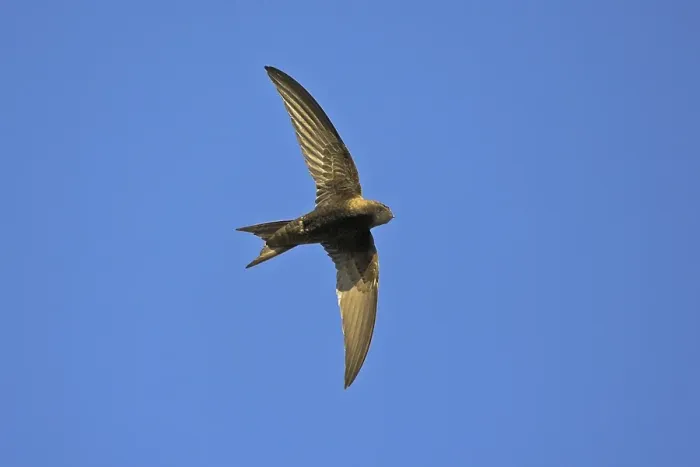 Framed Print : Common swift (Apus apus), family of swallows Framed Print : Common swift (Apus apus), family of swallows