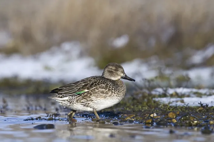 Framed Print : Common Teal (Anas crecca), adult female