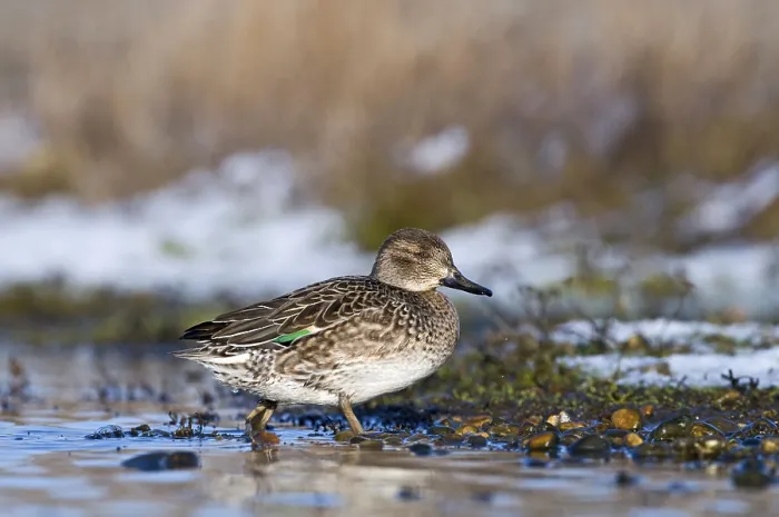Framed Print : Common Teal (Anas crecca) adult female