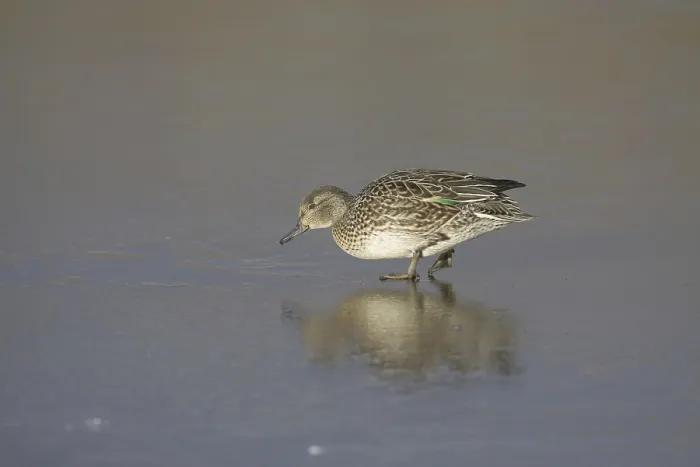 Framed Print : Common Teal (Anas crecca), adult female
