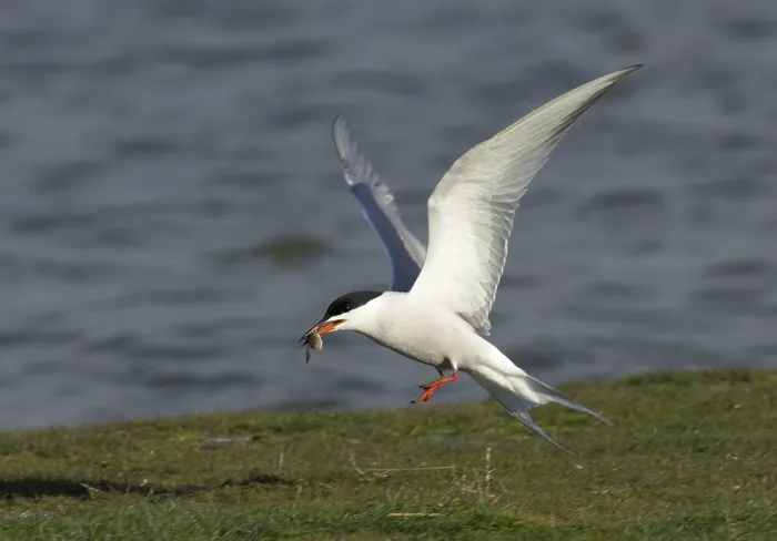 Framed Print : Common Tern (Sterna hirundo)