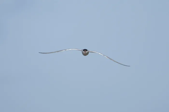 Framed Print : Common tern (Sterna hirundo) adult bird in flight in a blue sky