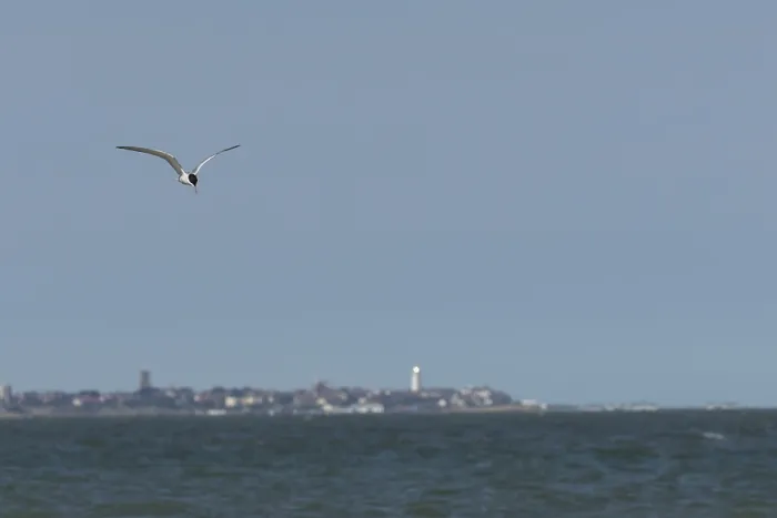Framed Print : Common tern (Sterna hirundo) adult bird in flight over the sea with the town of Southwold in the background