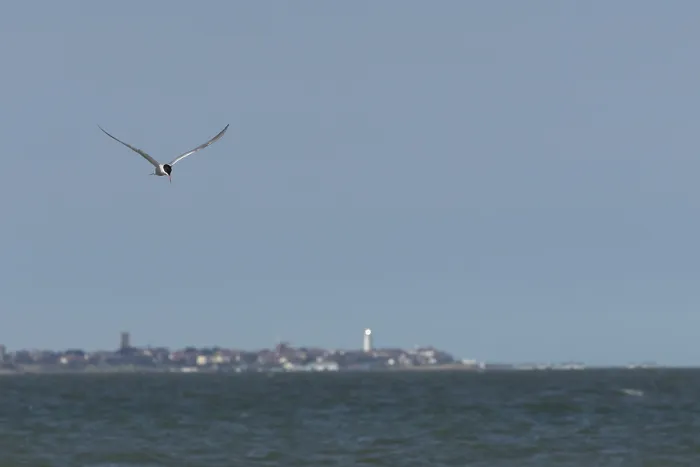 Framed Print : Common tern (Sterna hirundo) adult bird in flight over the sea with the town of Southwold in the background
