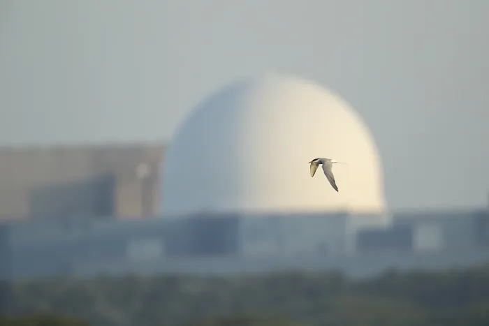 Framed Print : Common tern (Sterna hirundo) adult bird in flight with Sizewell B nuclear power station in the background