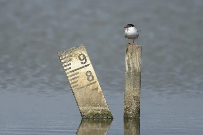 Framed Print : Common tern (Sterna hirundo) adult bird on a post in a lagoon Framed Print : Common tern (Sterna hirundo) adult bird on a post in a lagoon
