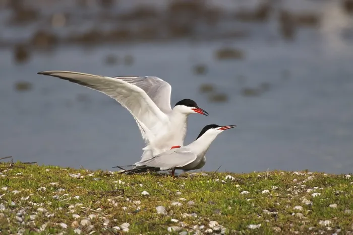 Framed Print : Common Tern (Sterna hirundo) copulation