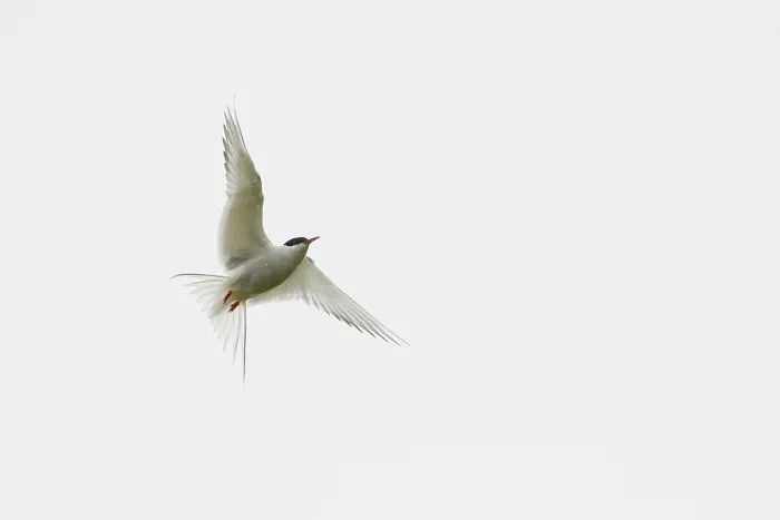Framed Print : Common Tern (Sterna hirundo), Ersfjordbotn
