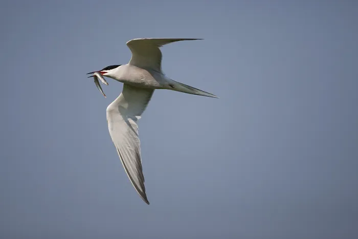 Framed Print : Common Tern (Sterna hirundo) in flight
