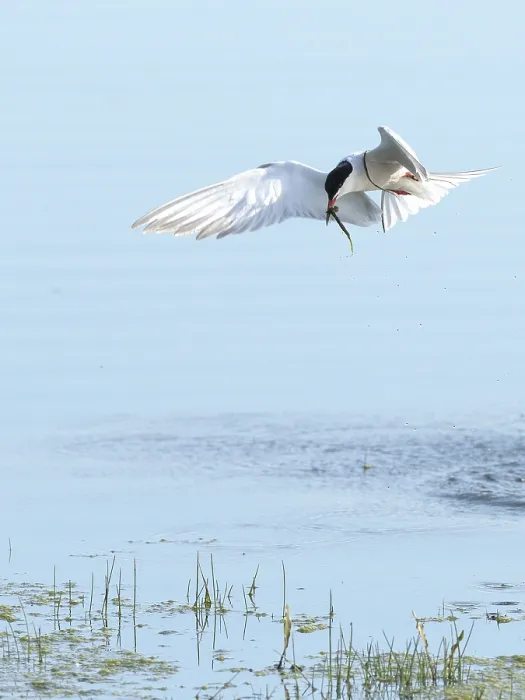 Framed Print : Common Tern (Sterna hirundo) in flight Framed Print : Common Tern (Sterna hirundo) in flight