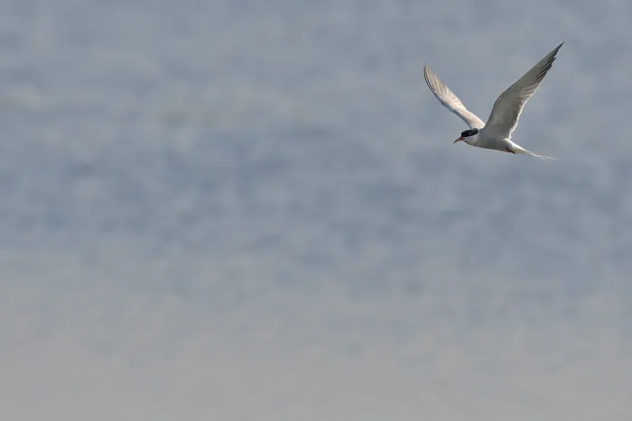 Framed Print : Common Tern (Sterna hirundo) in flight Framed Print : Common Tern (Sterna hirundo) in flight