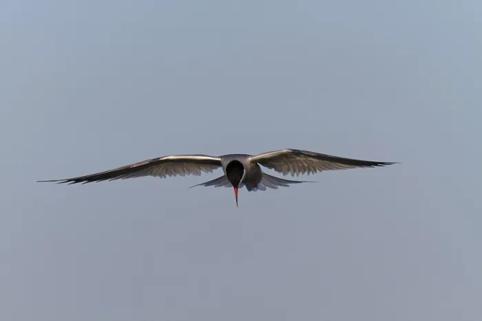 Framed Print : Common Tern (Sterna hirundo), flight study Framed Print : Common Tern (Sterna hirundo), flight study