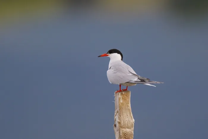 Framed Print : Common Tern (Sterna hirundo), Greece, Europe