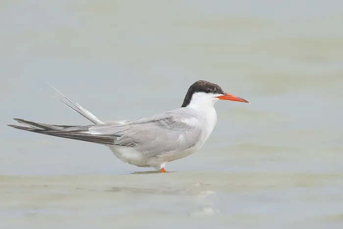 Framed Print : Common Tern (Sterna hirundo) standing in shallow water