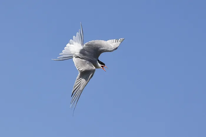Framed Print : Common Tern (Sterna hirundo) in swooping flight Framed Print : Common Tern (Sterna hirundo) in swooping flight