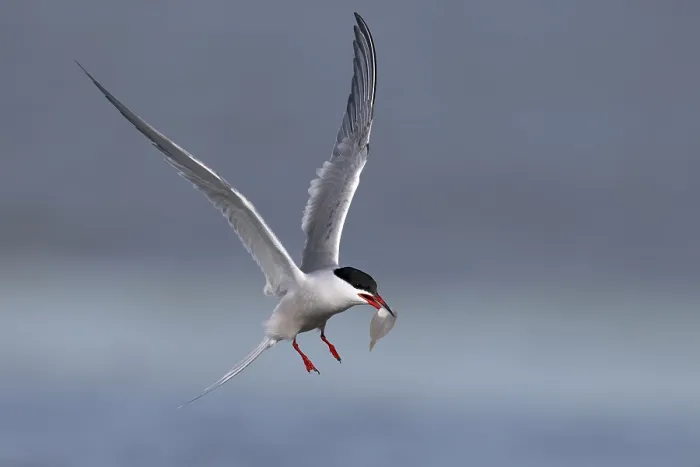 Framed Print : Common Tern (Sterna hirundo), Texel, Netherlands