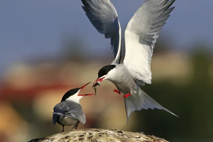 Framed Print : Two Common Terns (Sterna hirundo)