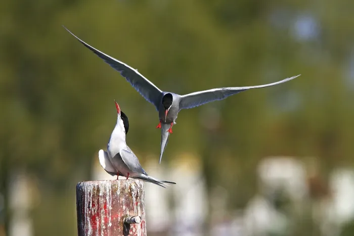 Framed Print : Two Common Terns (Sterna hirundo)