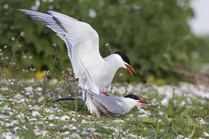 Framed Print : Common Terns (Sterna hirundo), mating Framed Print : Common Terns (Sterna hirundo), mating