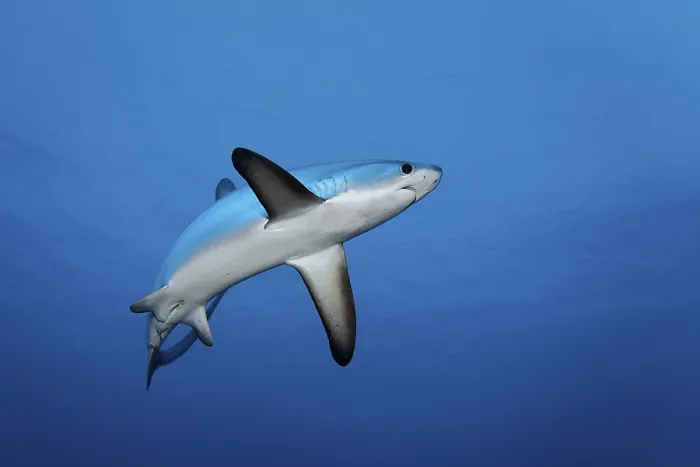 Framed Print : Common thresher, thresher, shark Framed Print : Common thresher, thresher, shark
