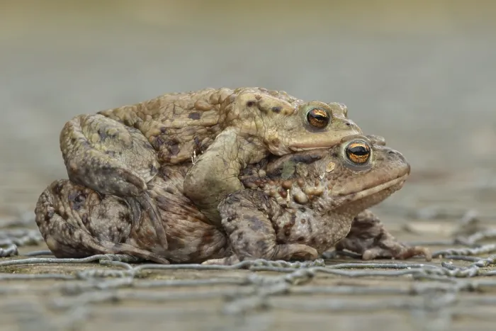 Framed Print : Common toad (Bufo bufo) two adult amphibians mating on a path in spring
