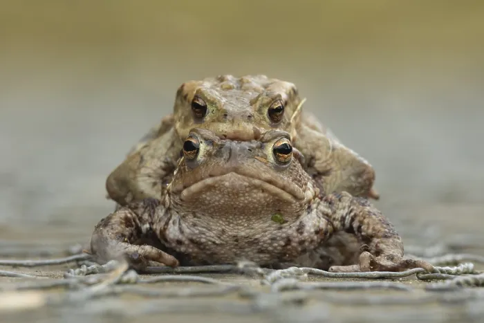 Framed Print : Common toad (Bufo bufo) two adult amphibians mating on a path in spring