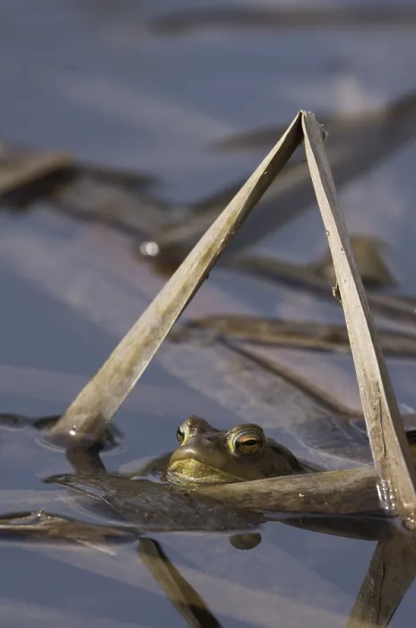 Framed Print : Common toad (Bufo bufo), with head on the water surface between plant parts