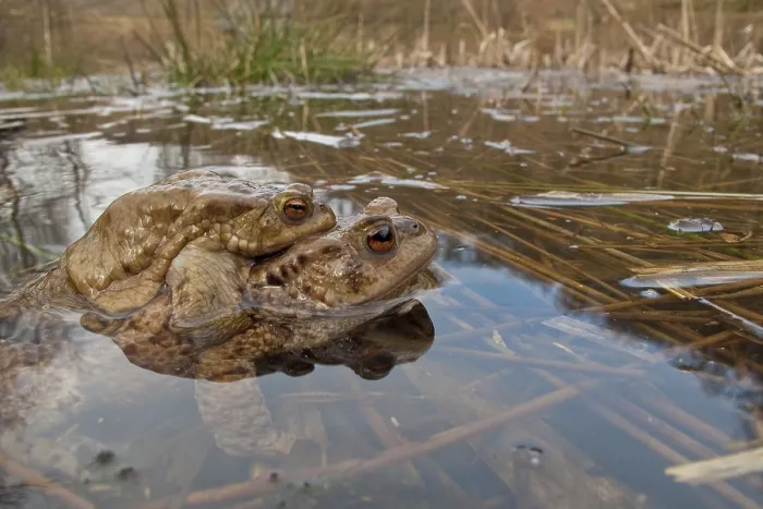 Framed Print : Common toad (Bufo bufo), Mating