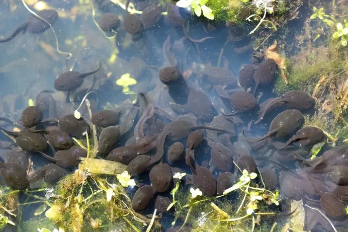 Framed Print : Common toad (Bufo bufo), many tadpoles in spawning water