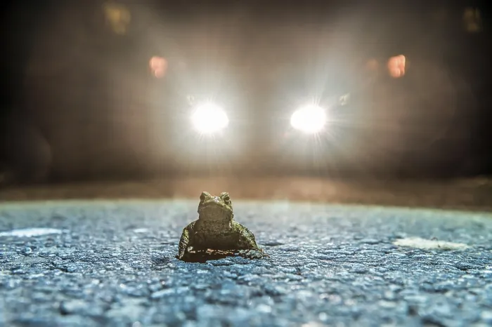Framed Print : Common toad (Bufo Bufo) during toad migration at night in the spotlight