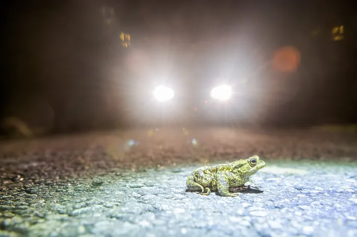 Framed Print : Common toad (Bufo Bufo) during toad migration at night in the spotlight Framed Print : Common toad (Bufo Bufo) during toad migration at night in the spotlight