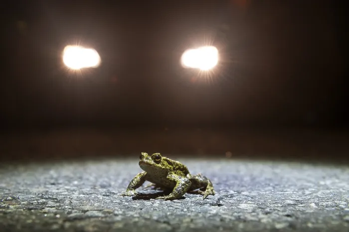 Framed Print : Common toad (Bufo Bufo) during toad migration at night in the spotlight