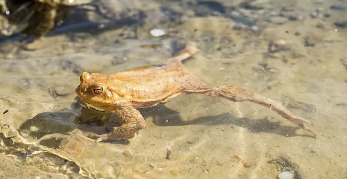 Framed Print : Common toad (Bufo bufo) in water