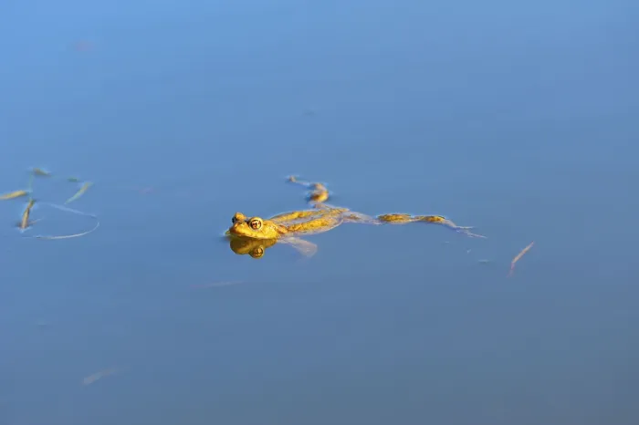 Framed Print : Common toad, male during mating season in spawning water