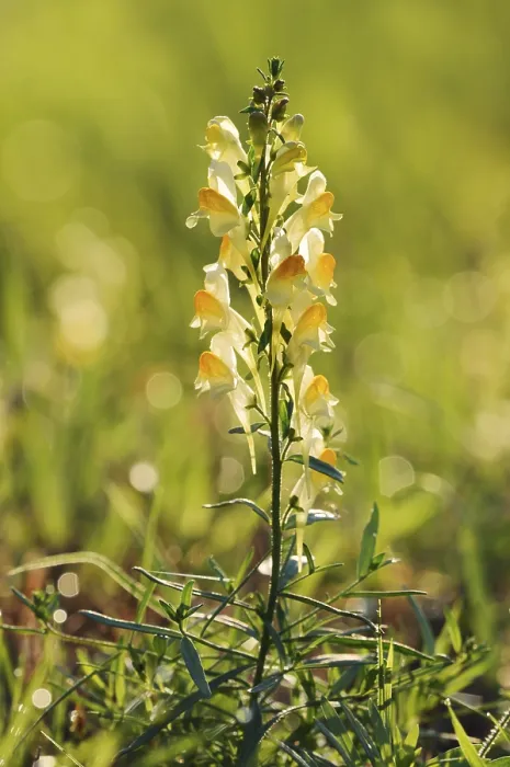 Framed Print : Common toadflax or lesser snapdragon (Linaria vulgaris)