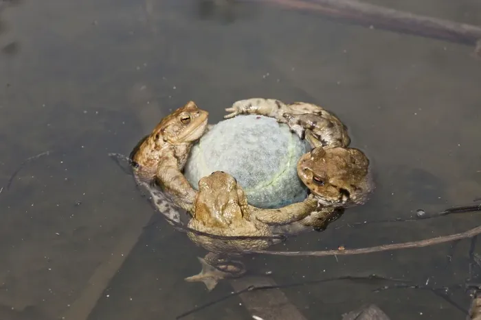 Framed Print : Common Toads (Bufo bufo) clinging tennis ball Framed Print : Common Toads (Bufo bufo) clinging tennis ball