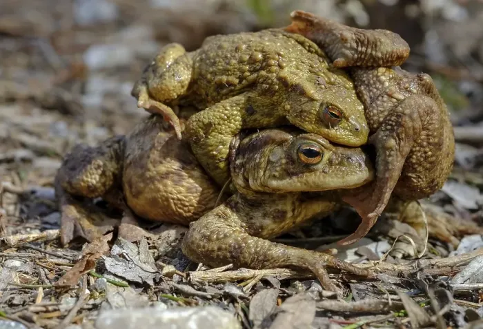 Framed Print : Common toads (Bufo bufo), female with two mating males Framed Print : Common toads (Bufo bufo), female with two mating males