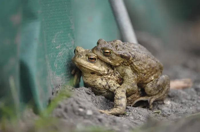Framed Print : Common Toads (Bufo bufo), pair at a protective fence Framed Print : Common Toads (Bufo bufo), pair at a protective fence