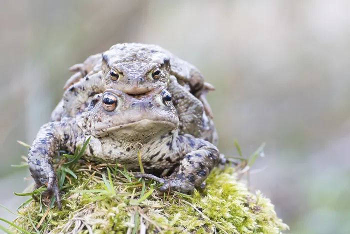 Framed Print : Common toads (bufo Bufu) migrating, Hesse, Germany Framed Print : Common toads (bufo Bufu) migrating, Hesse, Germany