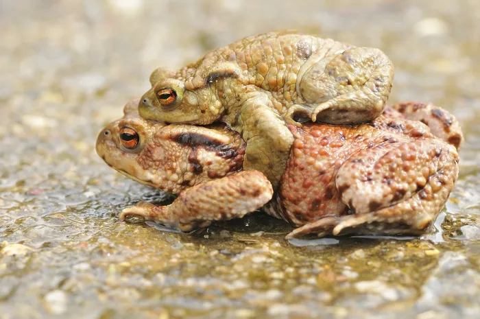Framed Print : Common Toads migration to the spawning season in spring